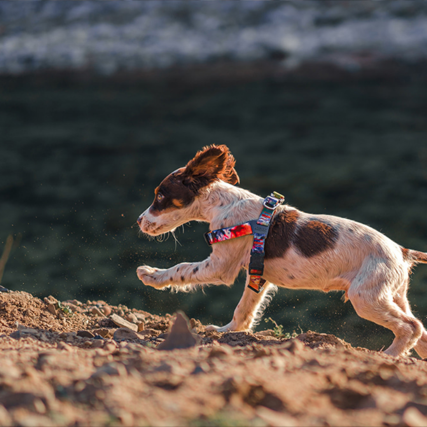 Rover Harness Harness Charlie's Backyard