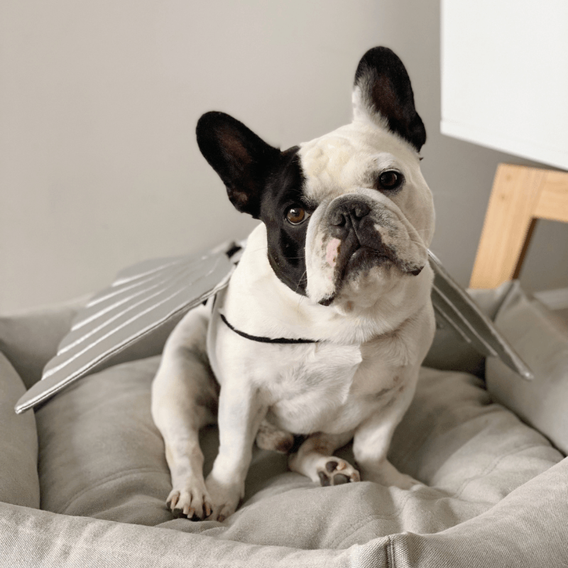 Angel Wings Dog Costume Accessories Dogo