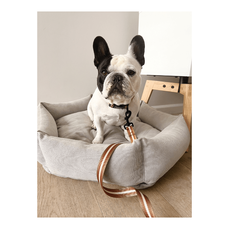 Le Luxe Dog Collar - Café Au Lait Collar Saint Rue