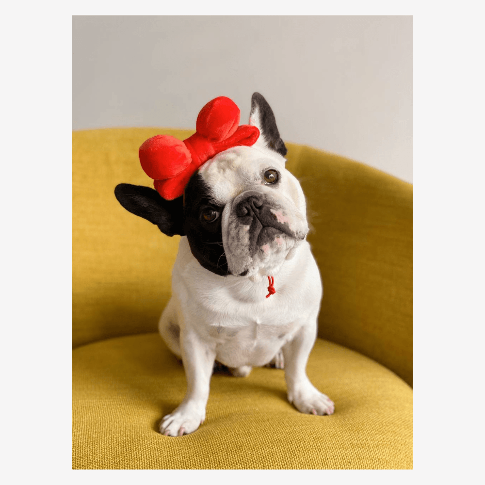 Ribbon Party Hat and Toy (2 in 1!) Toy Bite Me