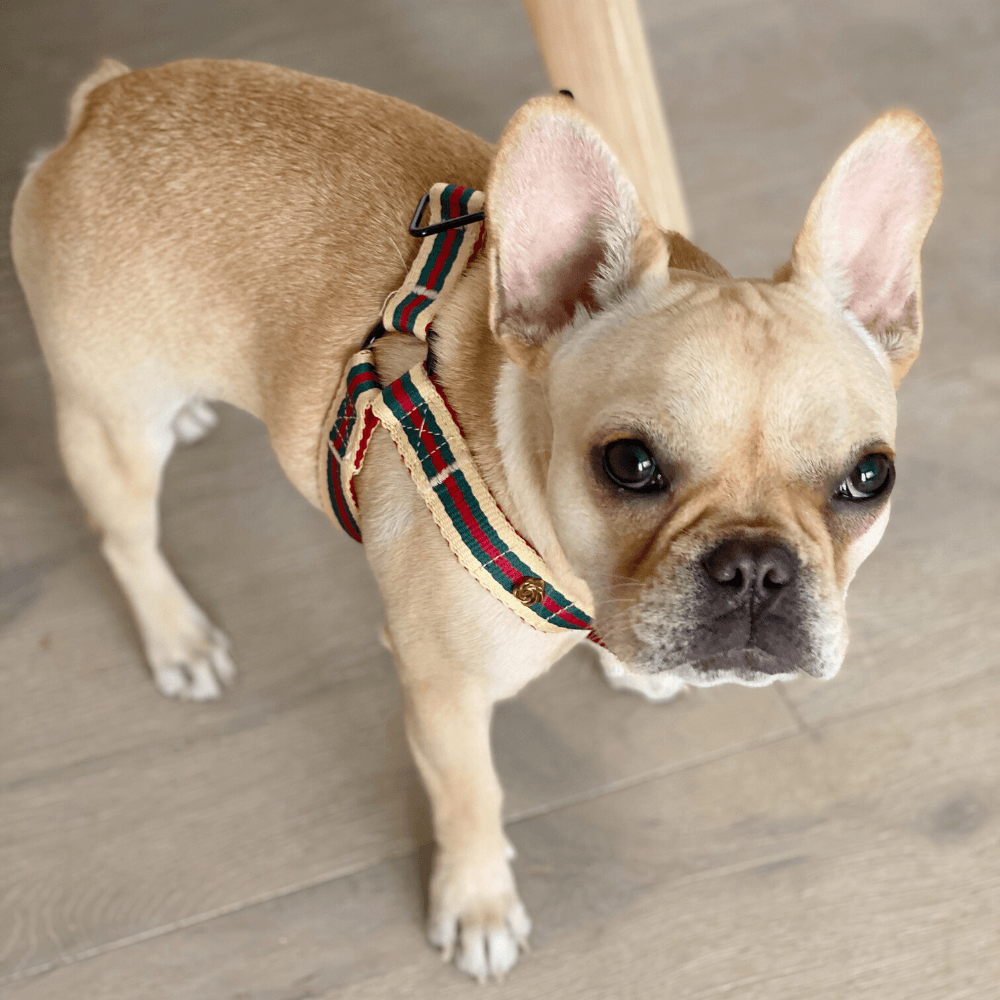 Le Classic Harness - Dog Accessories, Saint Rue