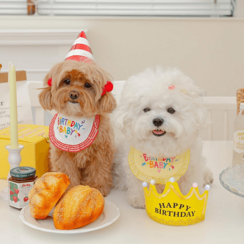 Dog top birthday bib