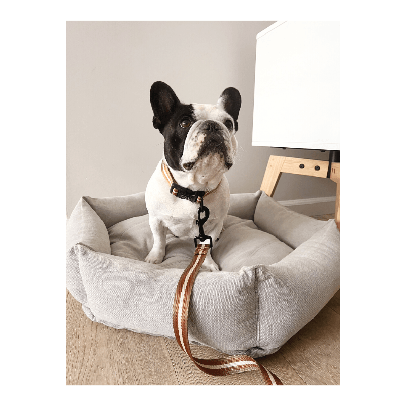 Le Luxe Dog Collar - Café Au Lait Collar Saint Rue