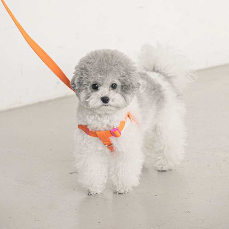 Candy Crayon Harness - Orange Harness Bite Me