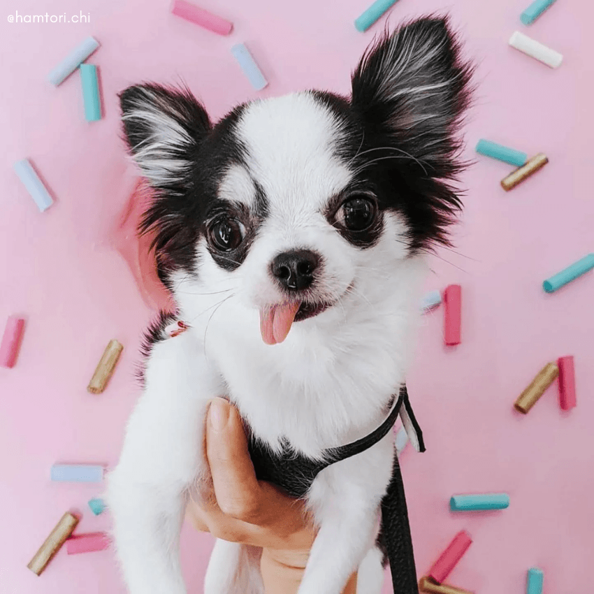 Bb leather dog 2024 harness