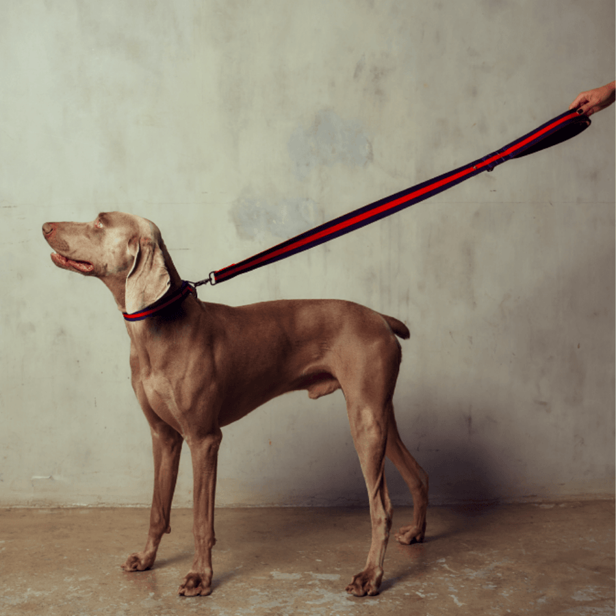 The City Leash Padded - Rue St Honore