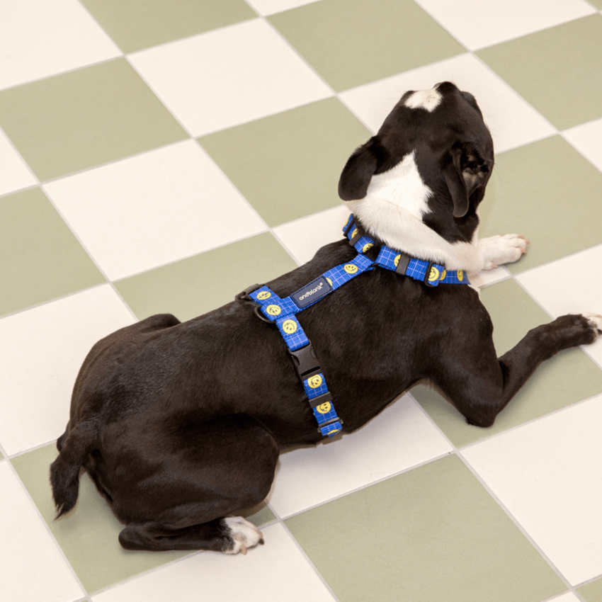 Smiley Face Dog Harness - Blue Harness Andblank 