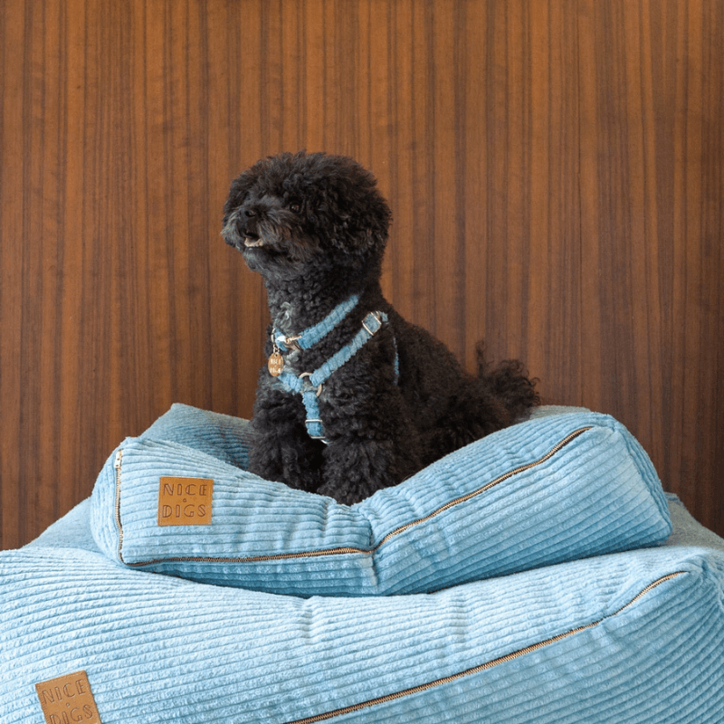 Jumbo Cord Collar - Sky Collar Nice Digs