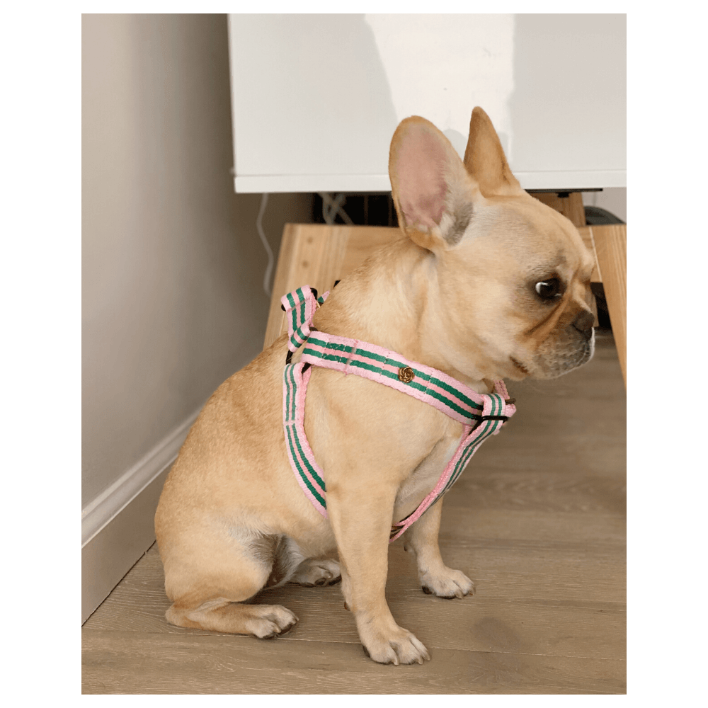 Le Classic Harness - Rue La Rose Harness Saint Rue