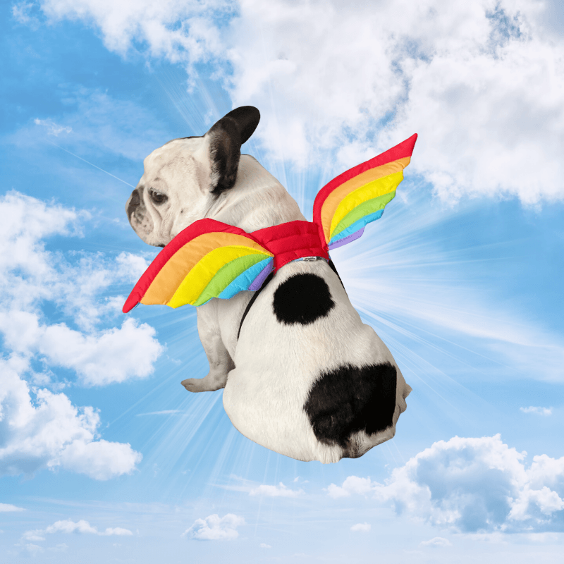 Rainbow Wings Dog Costume Accessories Dogo