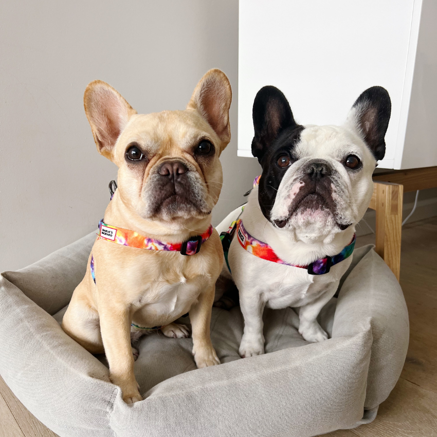 Rover Harness Harness Charlie's Backyard