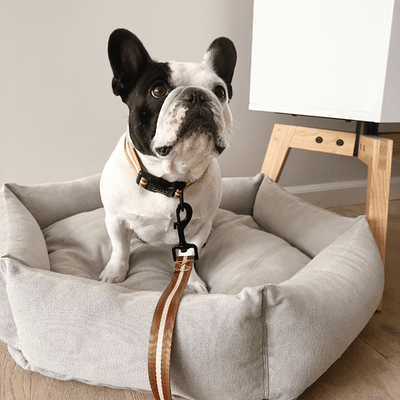 Le Luxe Dog Leash - Café Au Lait Leash Saint Rue