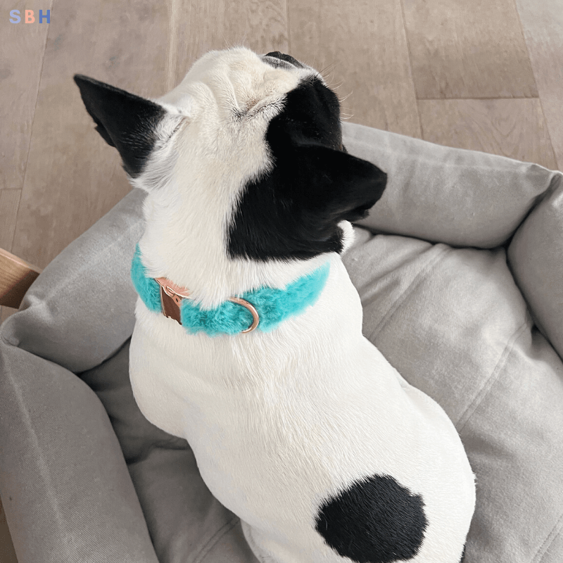 Fluffy Collar - Turquoise Collar Officer Sniffy 