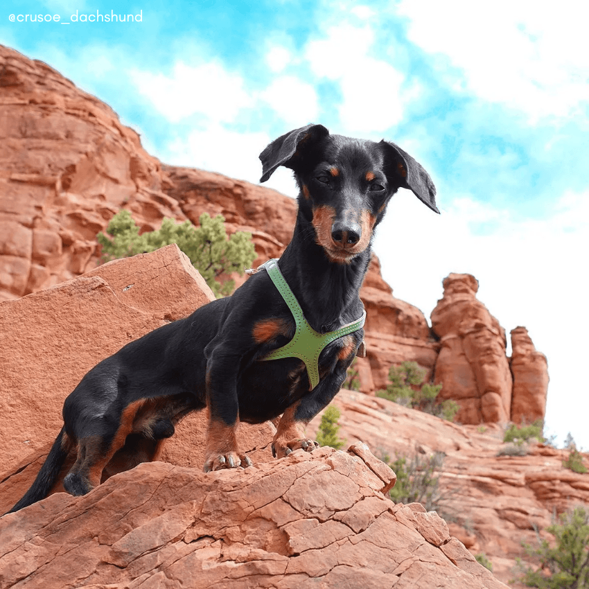 Buddy Belts Luxury Leather Harness - Emerald - Spotted By Humphrey