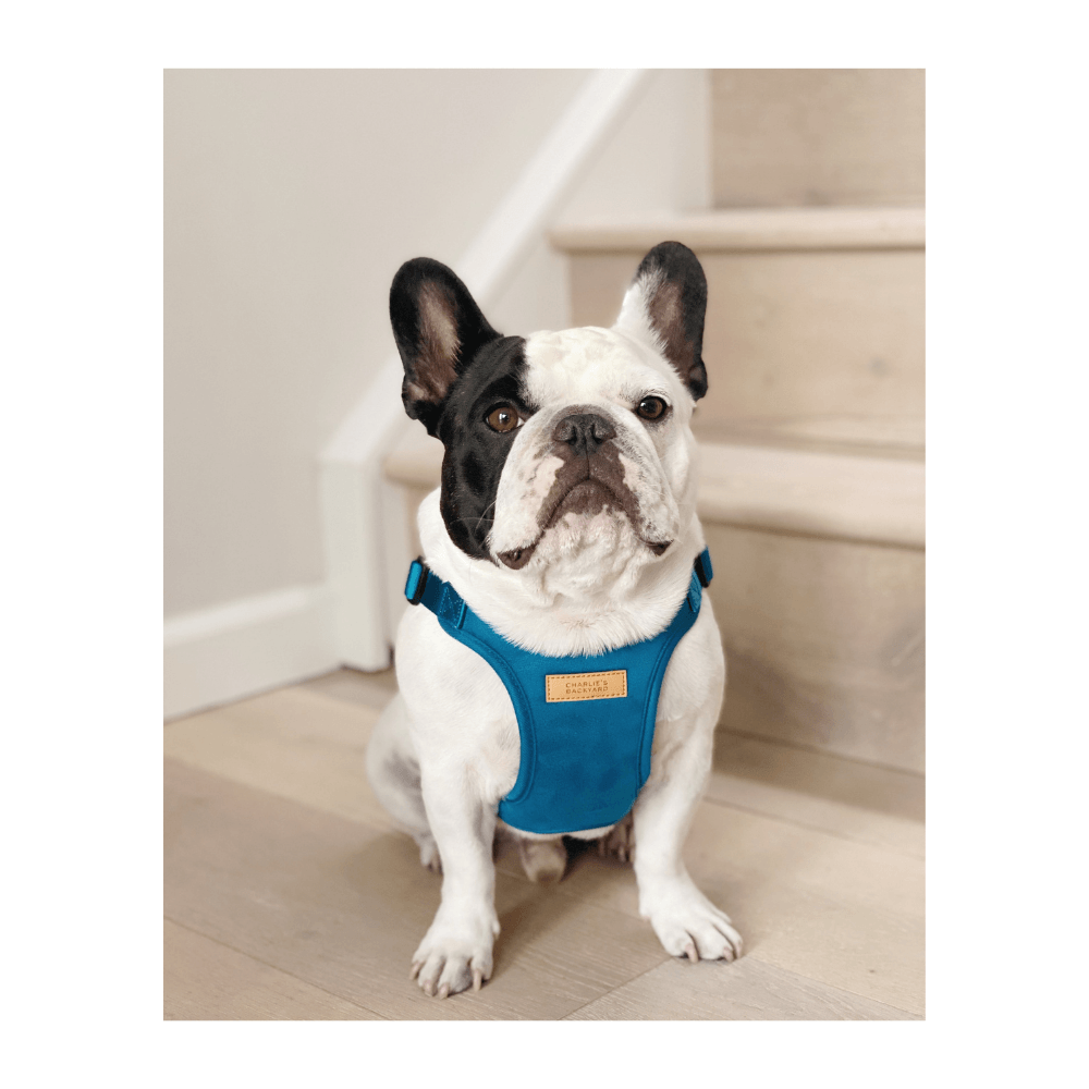 Everyday Harness: Frenchie (Small)