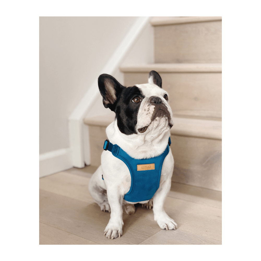 Comfort Harness - Black Harness Charlie's Backyard