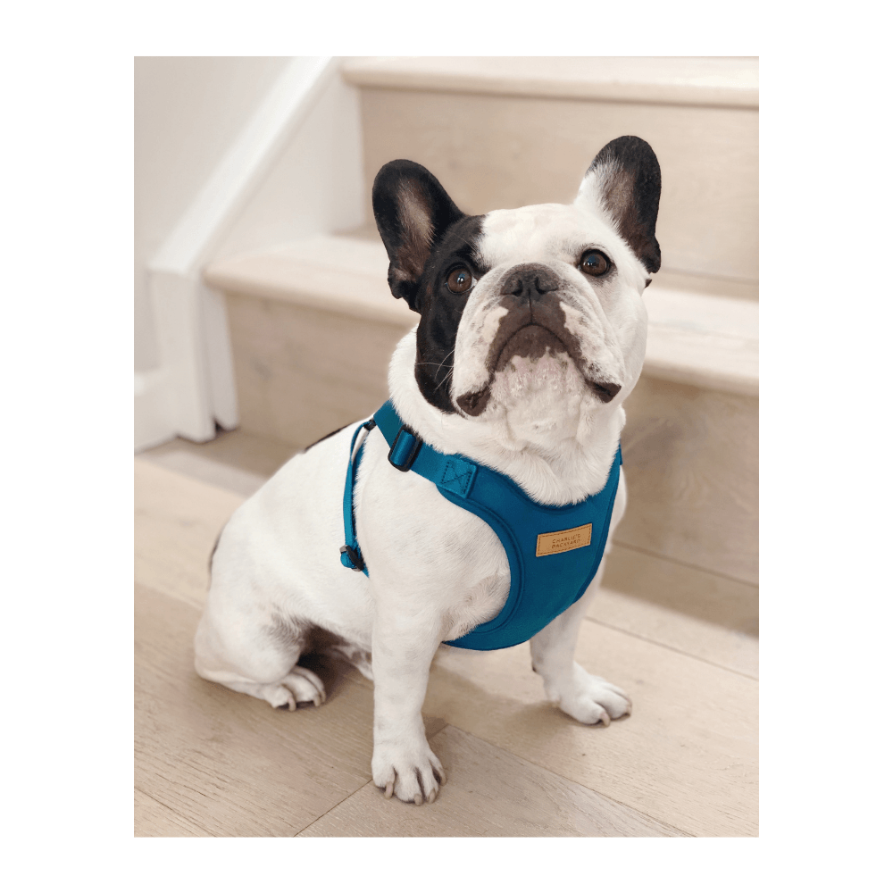 Comfort Harness - Black Harness Charlie's Backyard