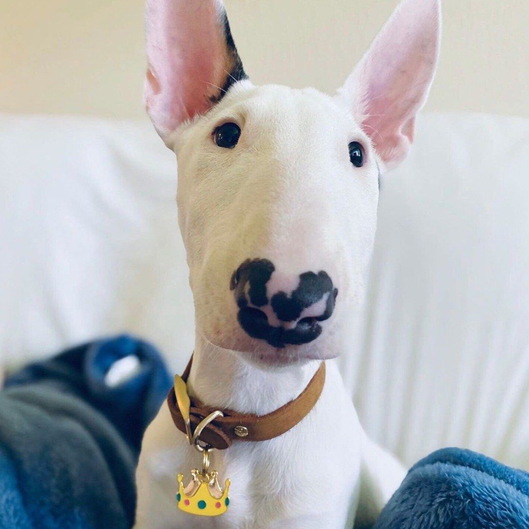 Crown ID Tag (Free Custom Engraving!) Charms Trill Paws