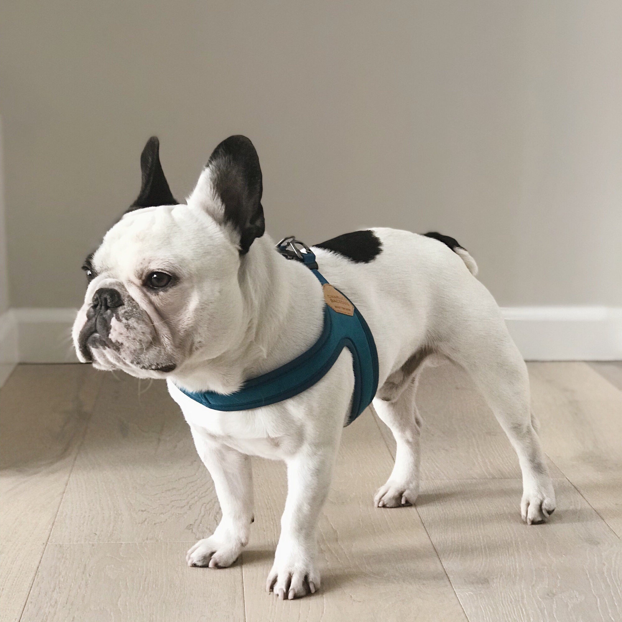 Buckle-Up Easy Harness - Red Harness Charlie's Backyard