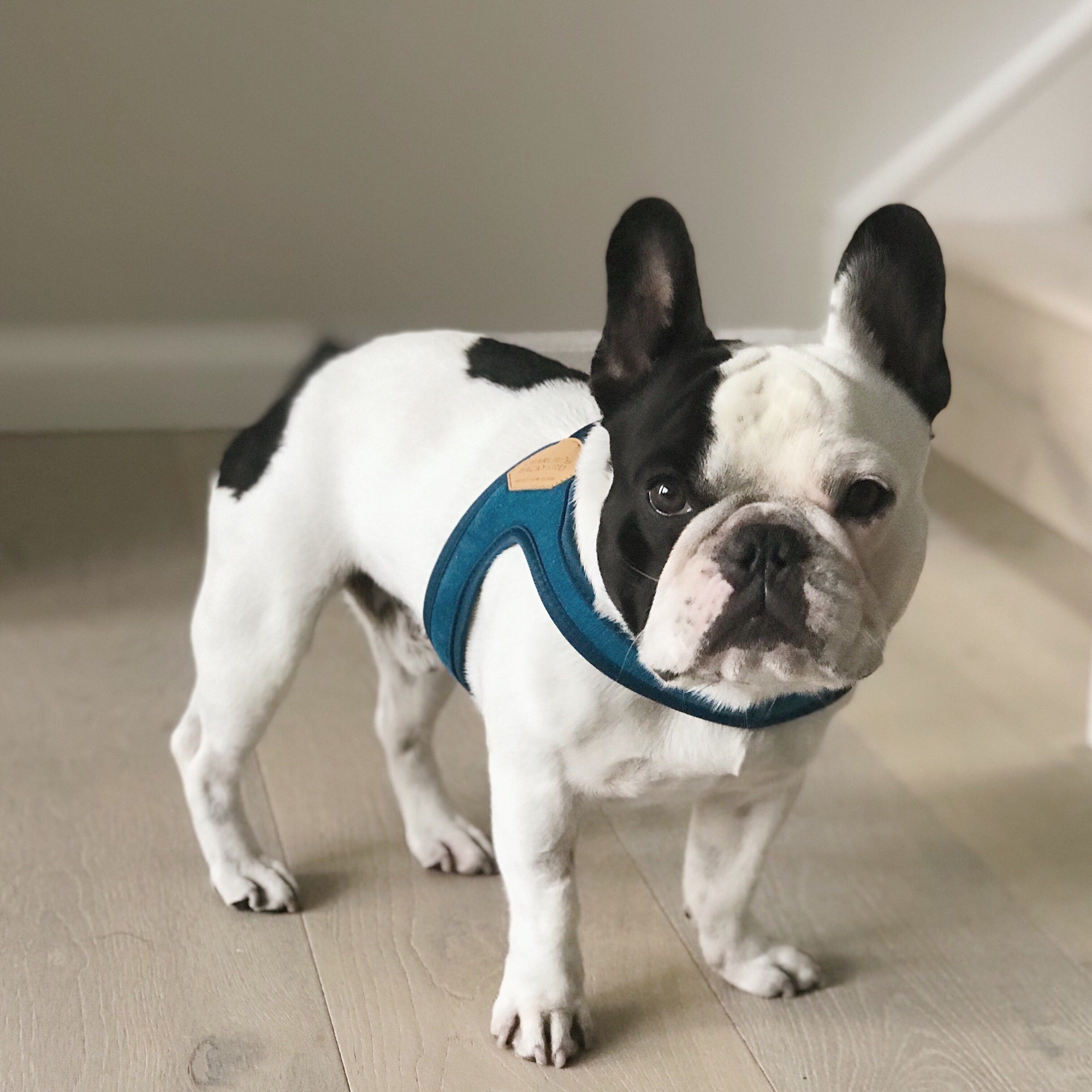 Buckle-Up Easy Harness - Black Harness Charlie's Backyard