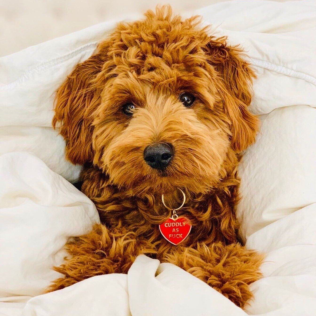 Cuddly AF ID Tag (Free Custom Engraving!) Charms Trill Paws