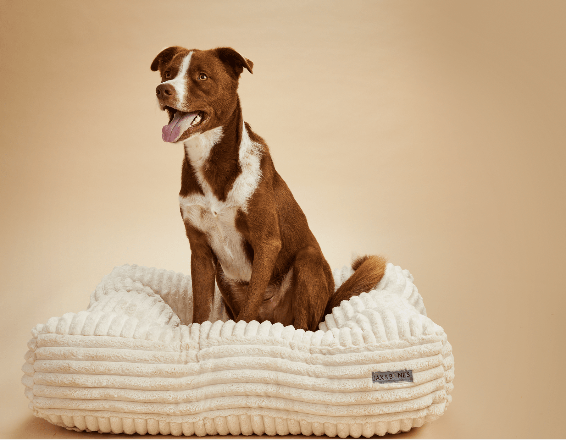 Luna Luxe Corduroy Pillow Top Bed Jax Bones SPOTTED BY