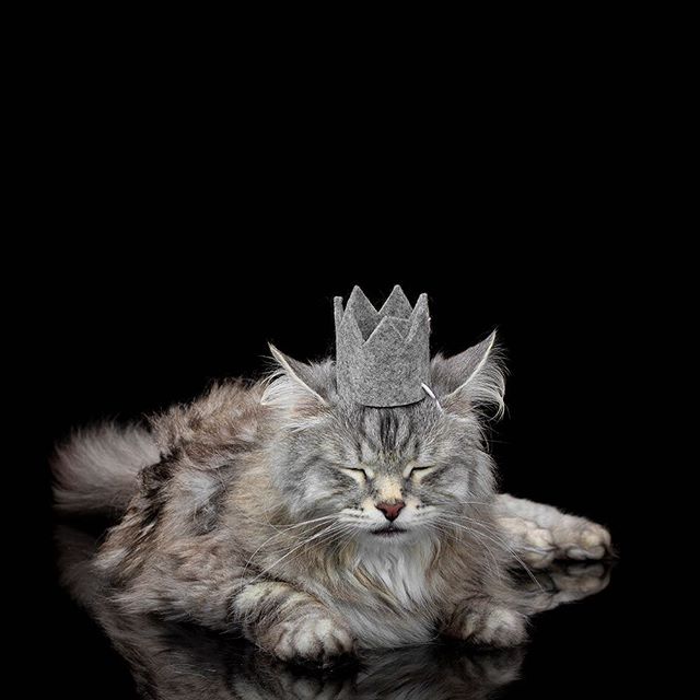 Party Beast Crown - Silver Grey Accessories Modern Beast