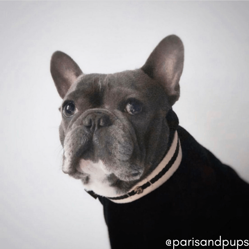 Le Classic Collar - Rue Cambon Collar Saint Rue