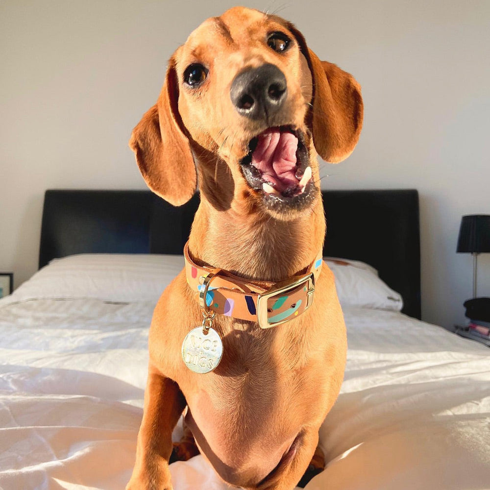 Nice collar deals