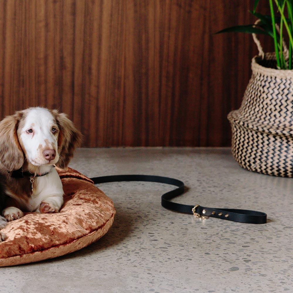 Spike Dog Leash - Gold Noir Leash Nice Digs