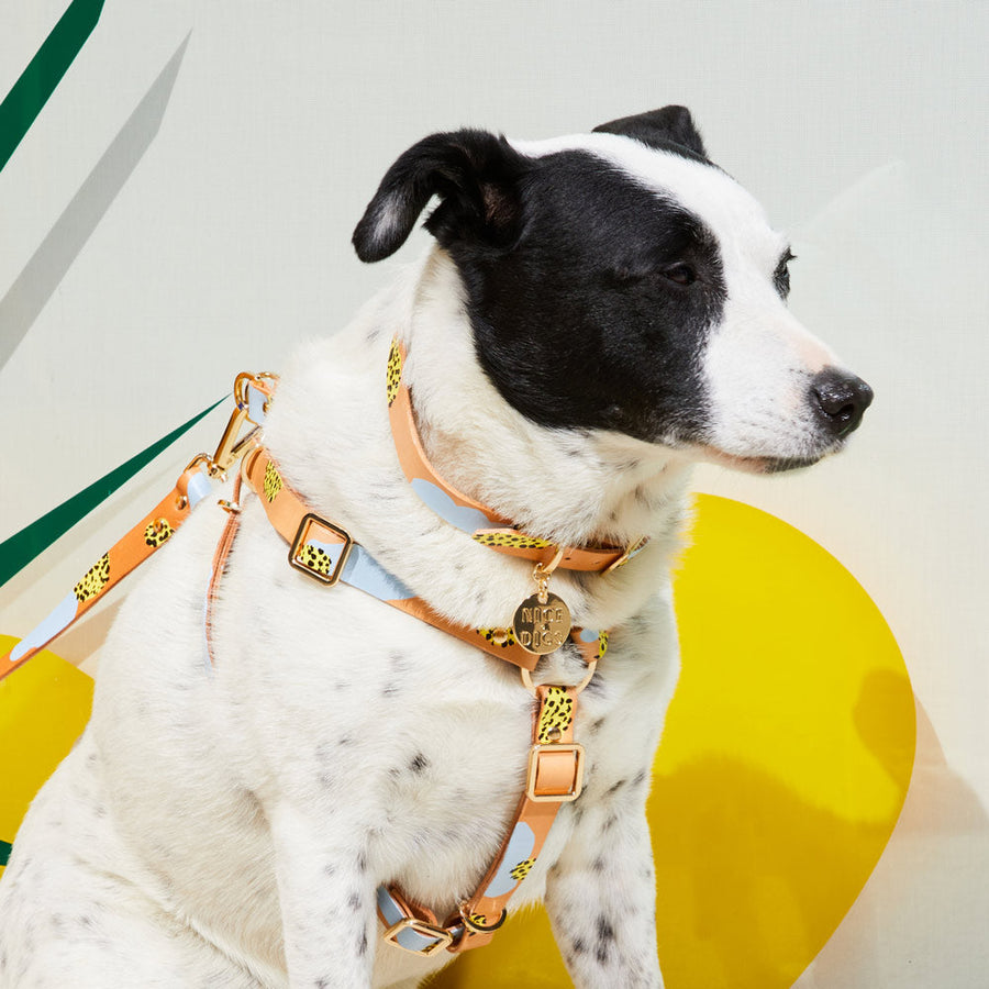 Tumble Weed Dog Collar - Yellow Collar Nice Digs 