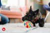 Snack Attack Lollipup Dog Toy Toy P.L.A.Y.