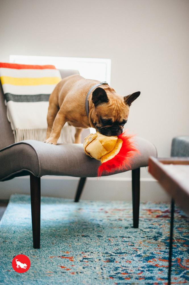 Mutt Hatter - Gladiator Dog Hat / Toy 2-in-1 Toy P.L.A.Y.