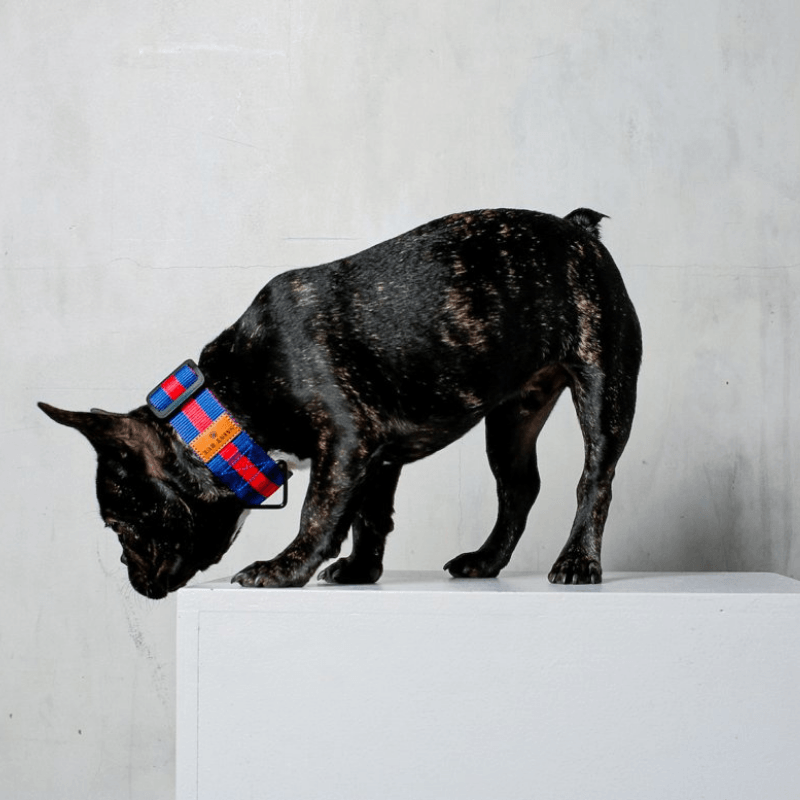 The City Collar - Rue St Honore Collar Saint Rue