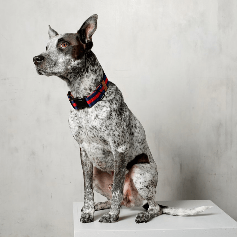 The City Collar - Rue St Honore Collar Saint Rue