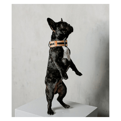 The City Collar - Rue Cambon Collar Saint Rue