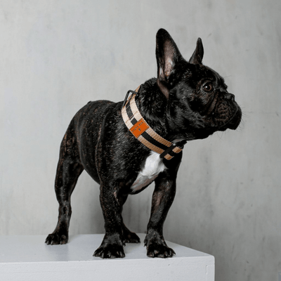The City Collar - Rue Cambon Collar Saint Rue
