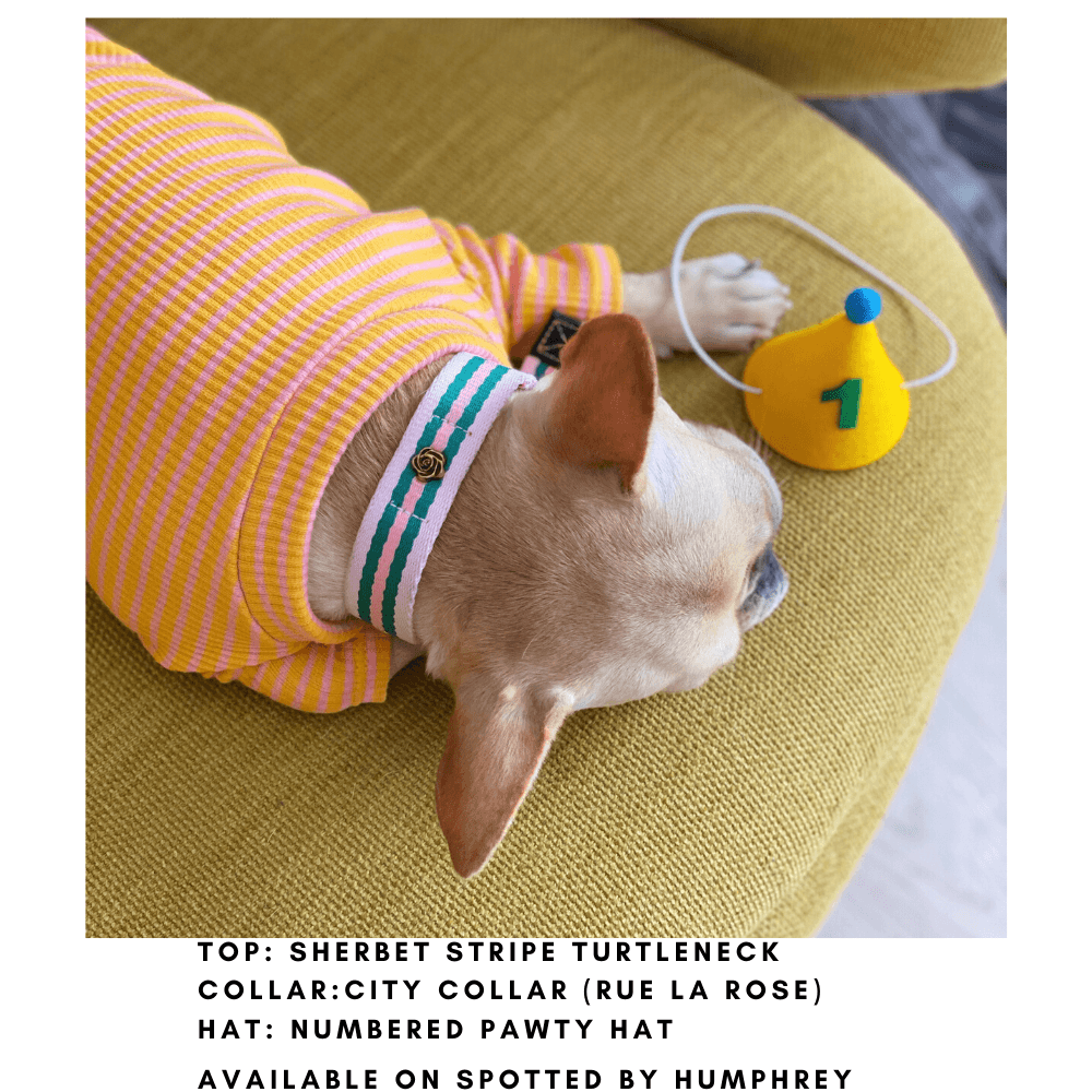 Le Classic Collar - Rue Cambon Collar Saint Rue