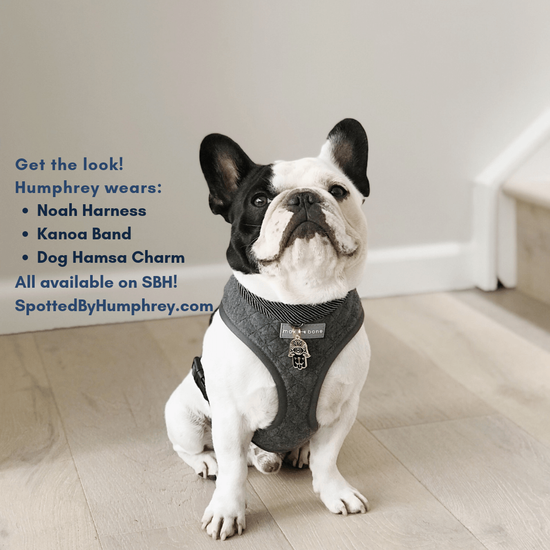 Black Dog Hamsa Enamel Charm / ID Tag (Free Custom Engraving) Charms Two Tails