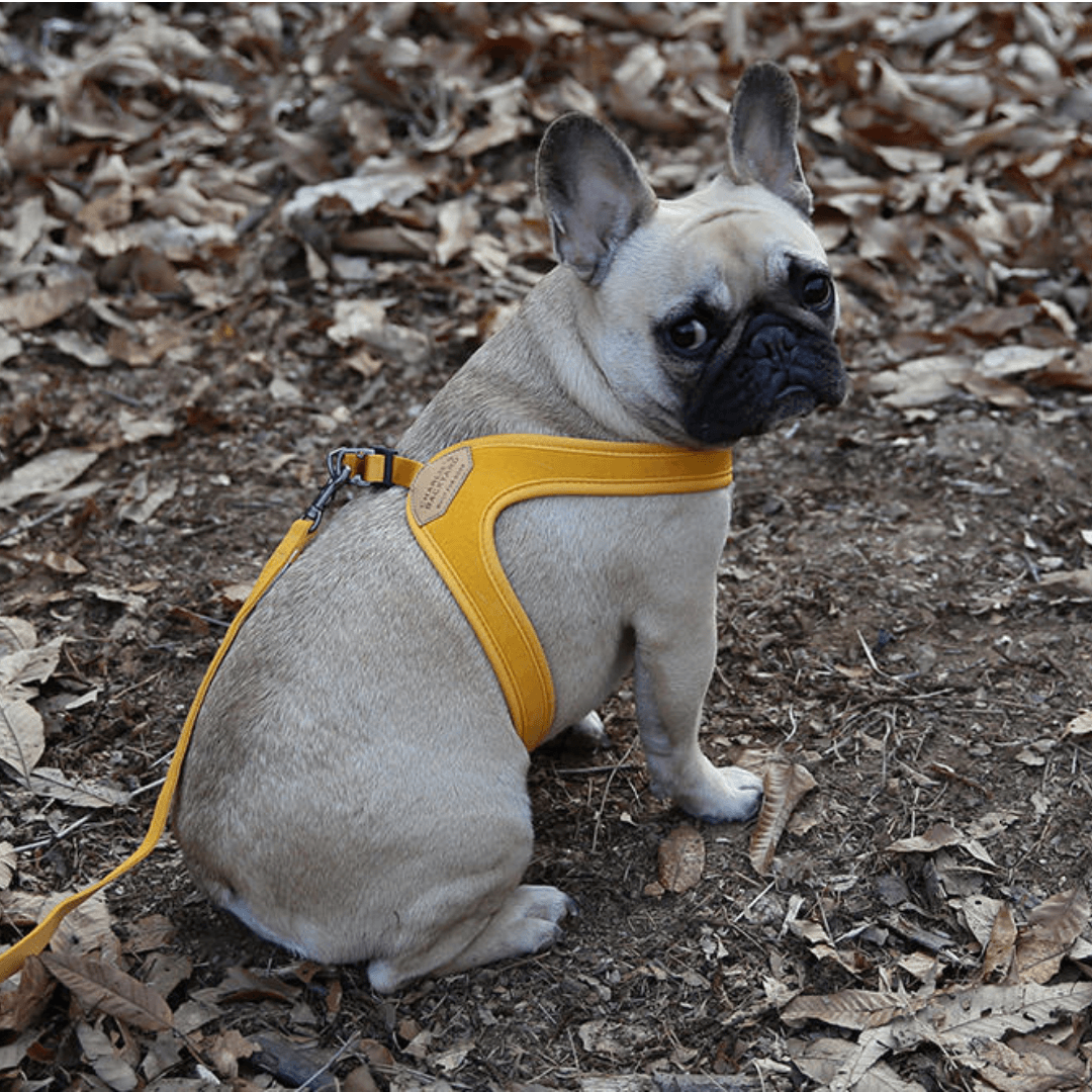 Buckle-Up Easy Harness - Yellow Harness Charlie's Backyard