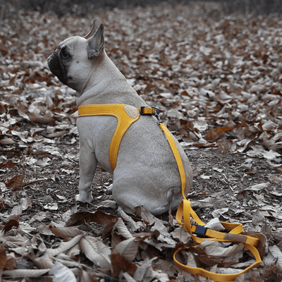 Charlie's backyard easy harness hot sale