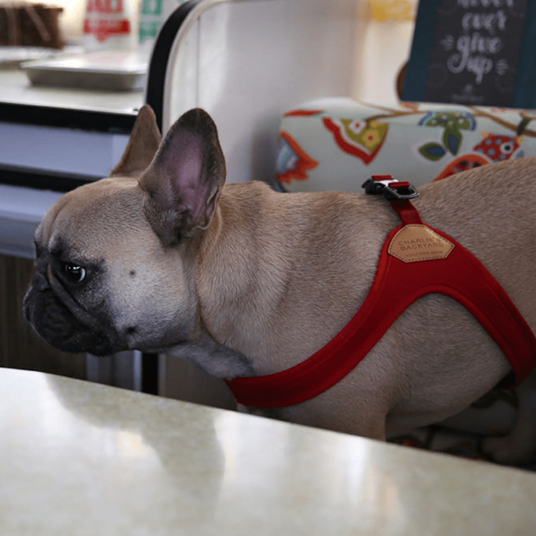 Buckle-Up Easy Harness - Red Harness Charlie's Backyard