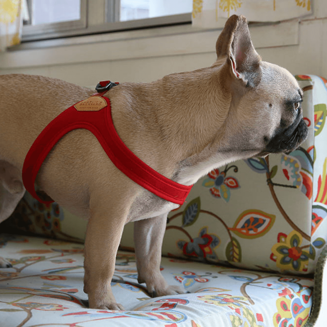 Buckle-Up Easy Harness - Red Harness Charlie's Backyard