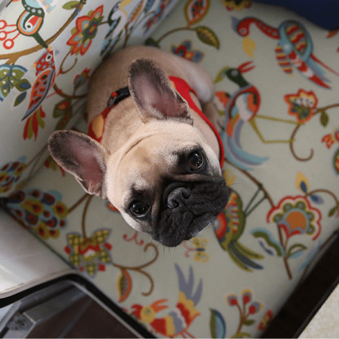 Buckle-Up Easy Harness - Red Harness Charlie's Backyard