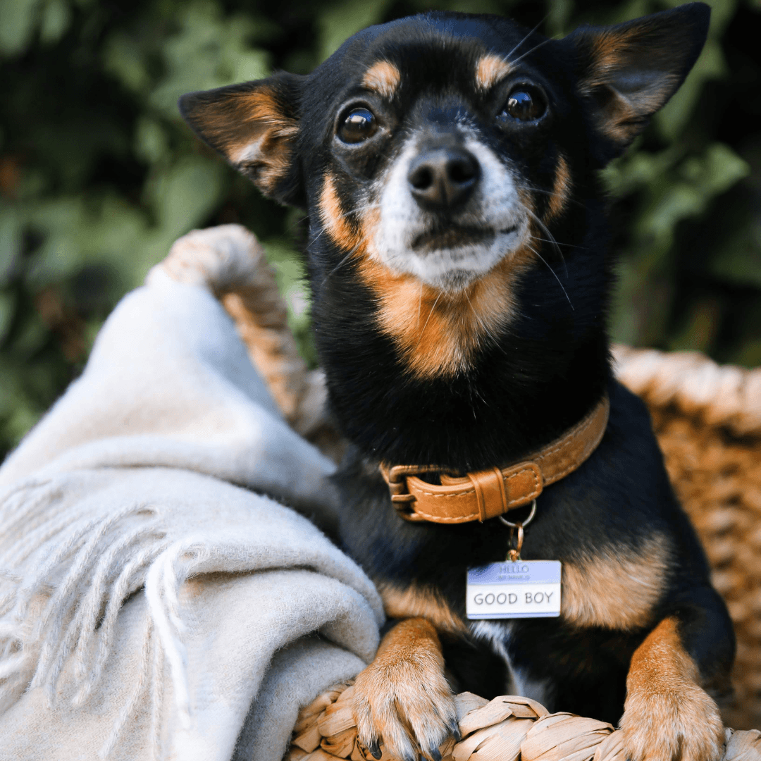 Enamel Charm Pet ID Tag Two Tails Spotted By Humphrey