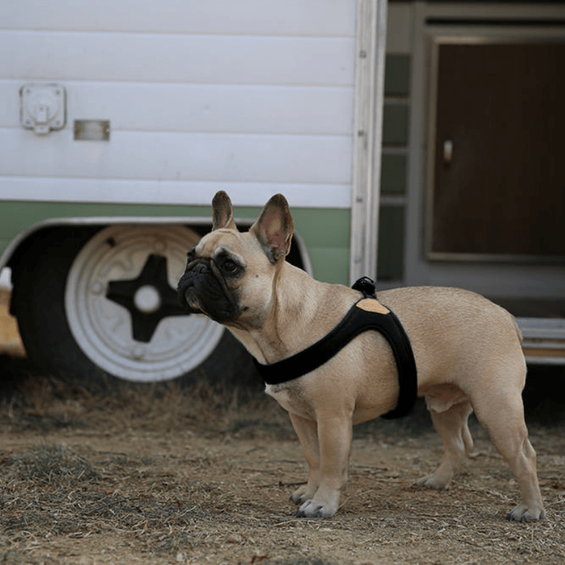 Buckle-Up Easy Harness - Gray Harness Charlie's Backyard