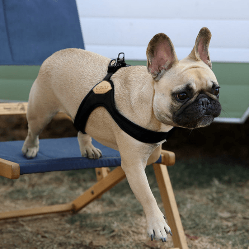Buckle-Up Easy Harness - Gray Harness Charlie's Backyard