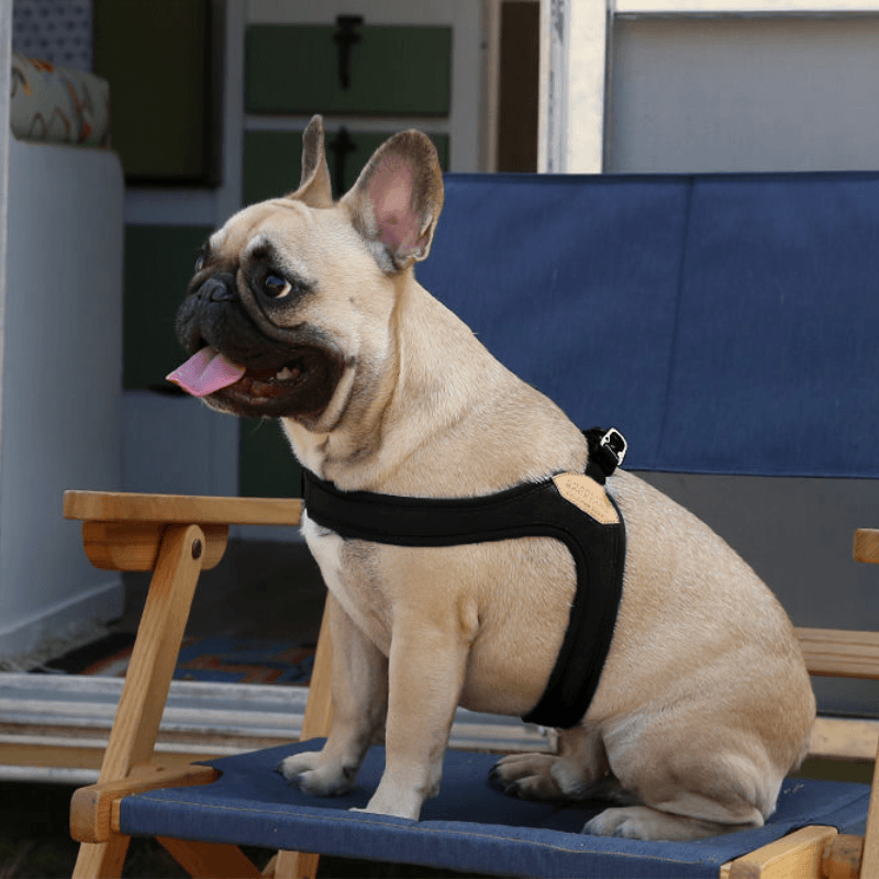 Buckle-up Easy Dog Harness