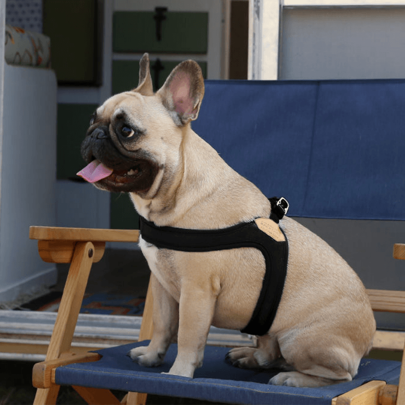 Buckle-Up Easy Harness - Blue Harness Charlie's Backyard