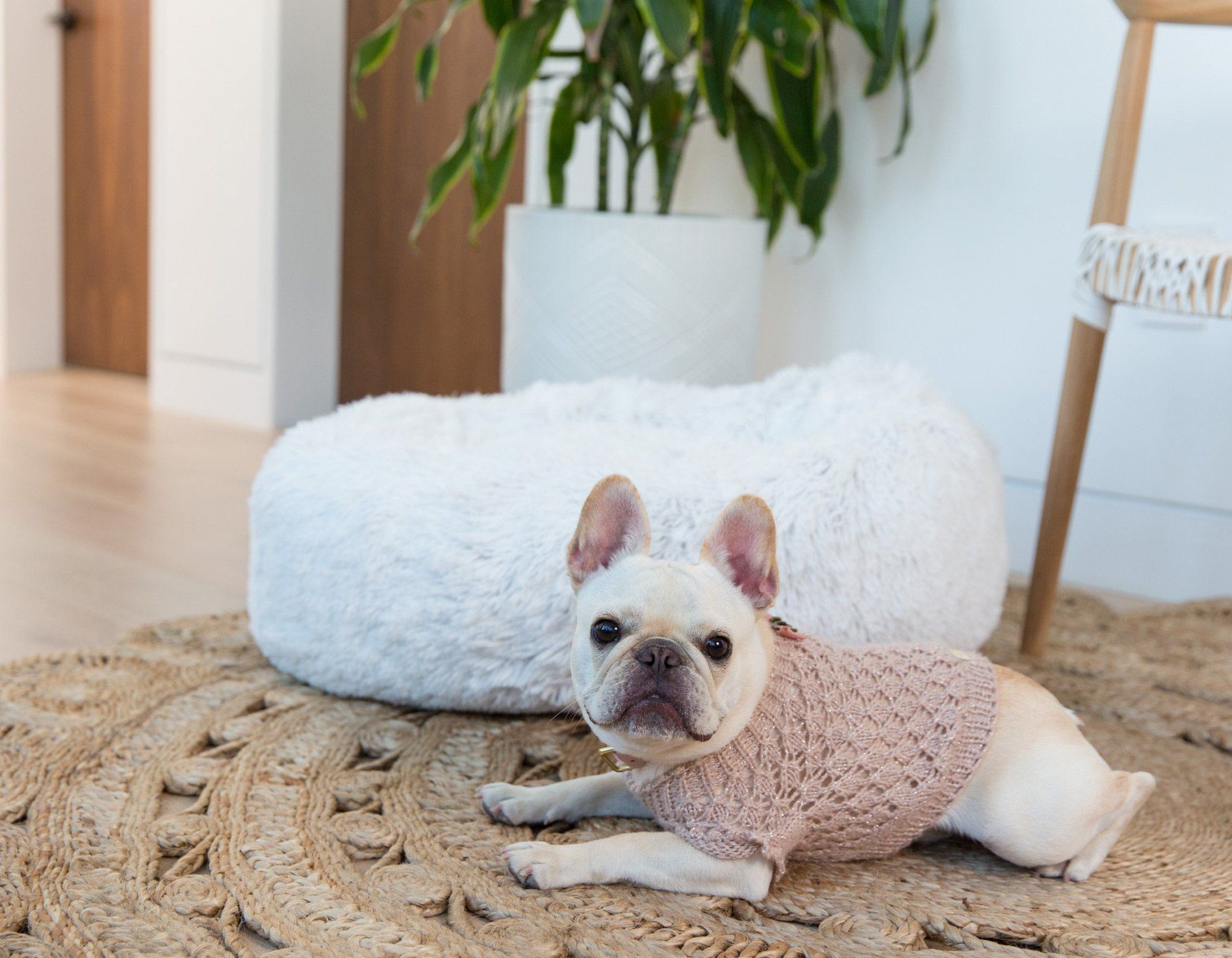 Jax and on sale bones donut bed